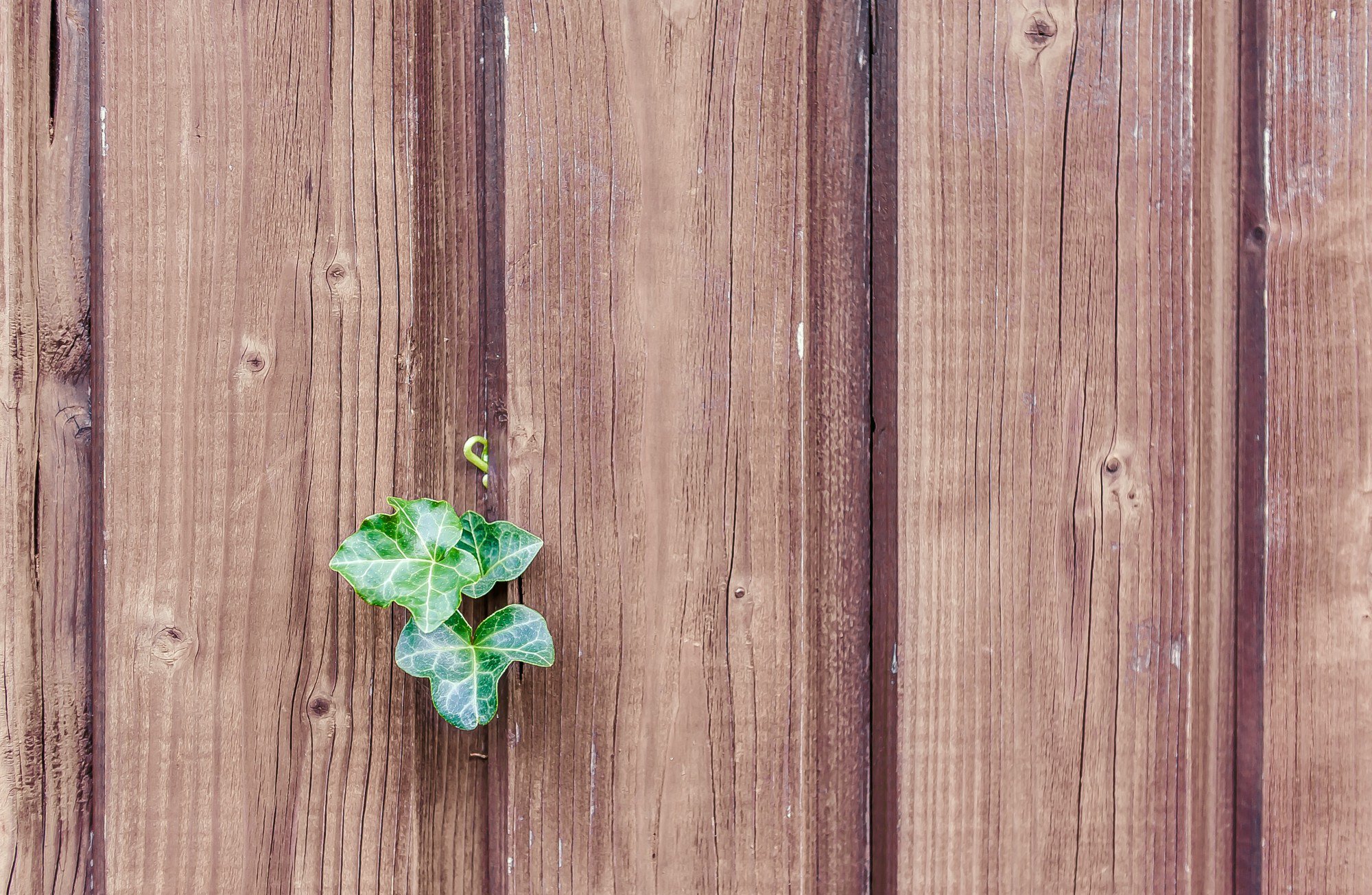 how-to-paint-a-wooden-fence-your-step-by-step-guide-how-to-paint-a